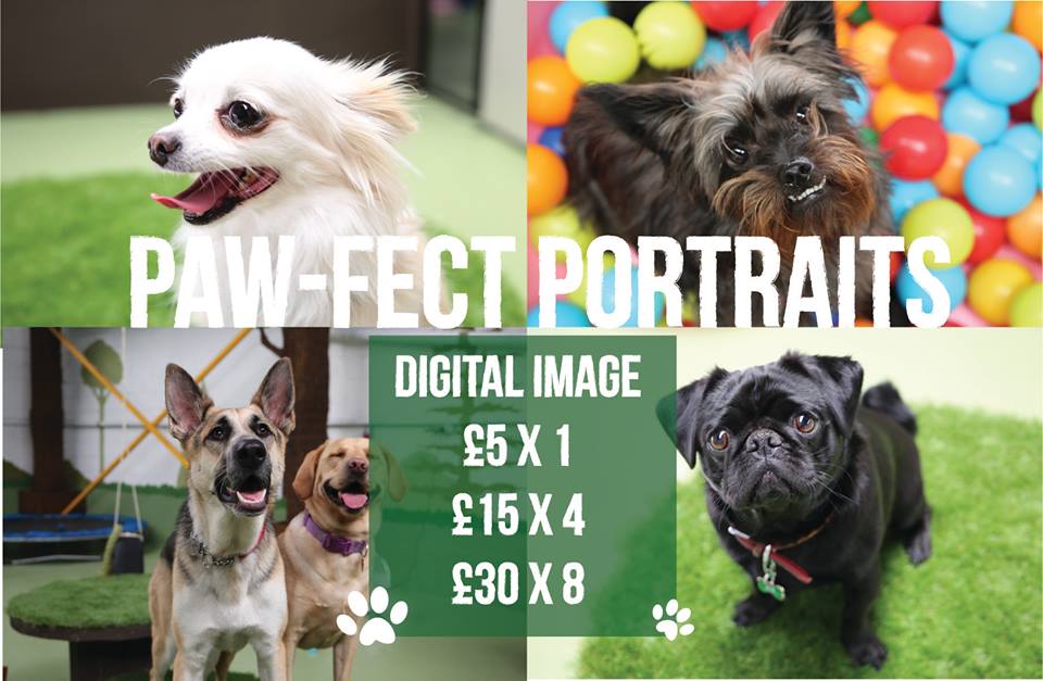 Paw-fect Portraits!