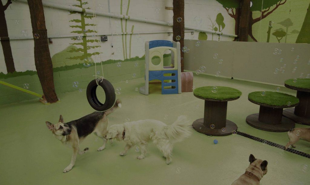 K9 Cabin Doggy Day Care We offer a warm, clean, safe